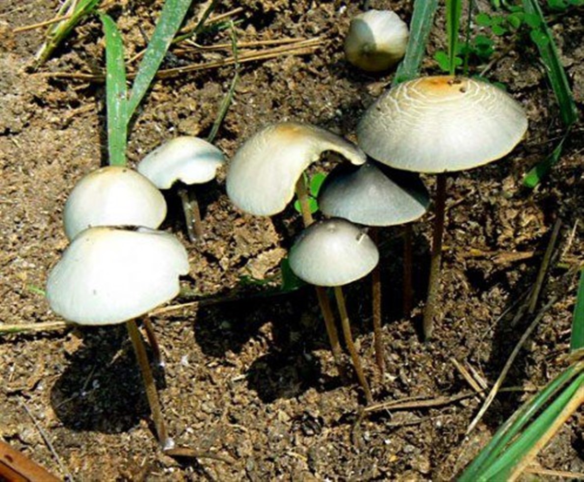 Panaeolus cyanescensSe le encuentra en junglas de Centroamérica y en Manatee County, Florida. Parece identificarse con el dios Siete Flor, adorado por los mixtecos