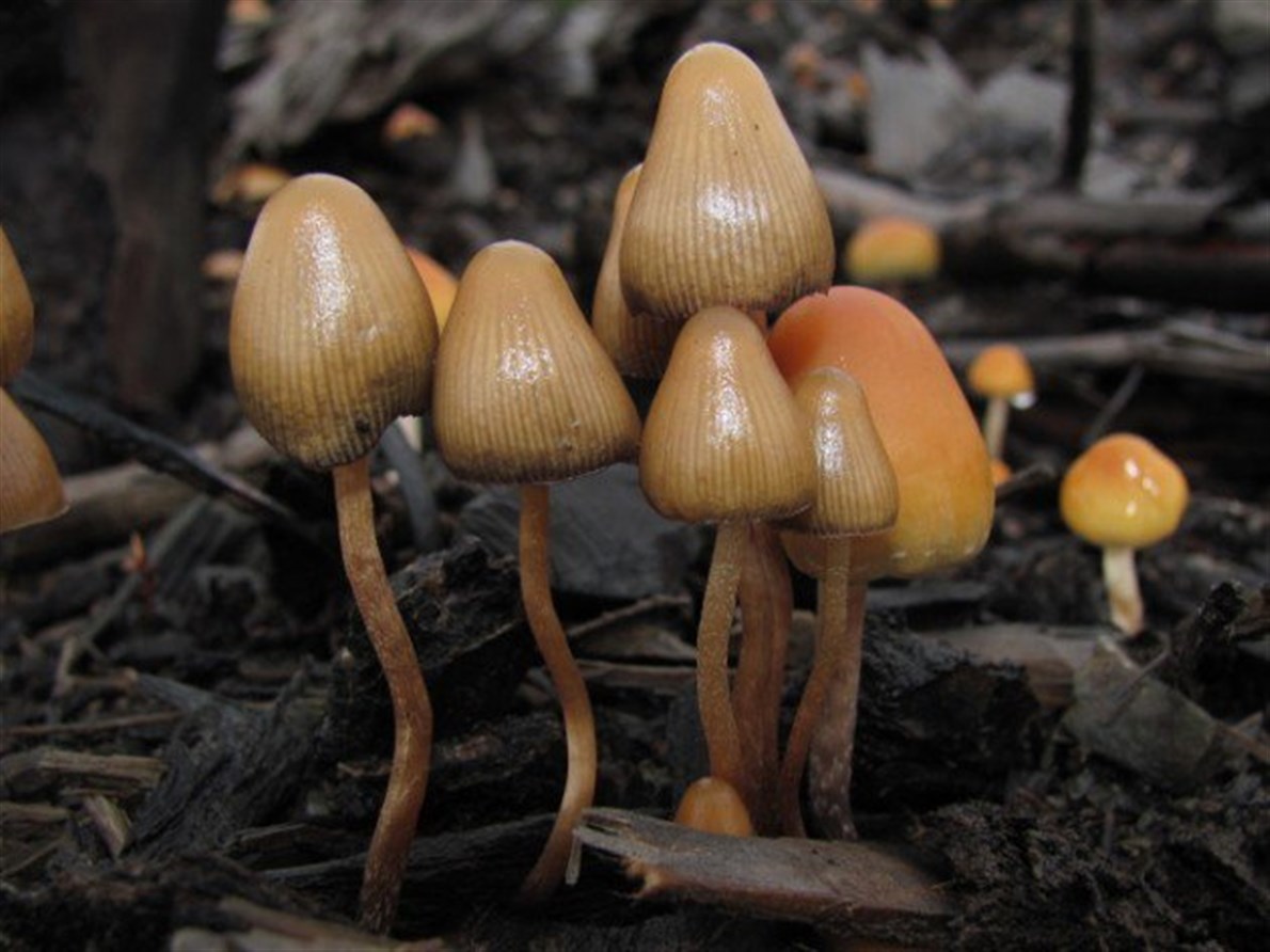 Psilocybe aztecorumDe efectos moderados o potentes, esta variedad florece sobre todo en el musgo de montañas altas, entre el mar de Cortés de México y algunas regiones montañosas de Centroamérica