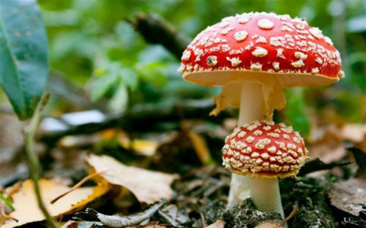 Amanita muscariaUno de los más reconocibles y de los más mortales, la Amanita muscaria debe su nombre a que es un excelente insecticida para moscas. Si no se prepara adecuadamente, puede ser sumamente venenoso. Esta es la variedad que fue encontrada en 