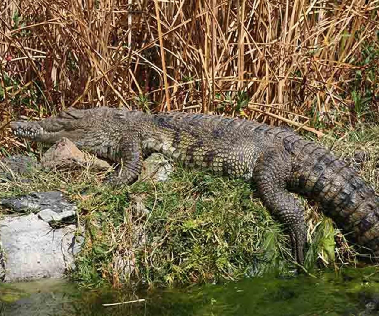 Profepa asegura siete ejemplares de cocodrilo en zoológico de Mérida