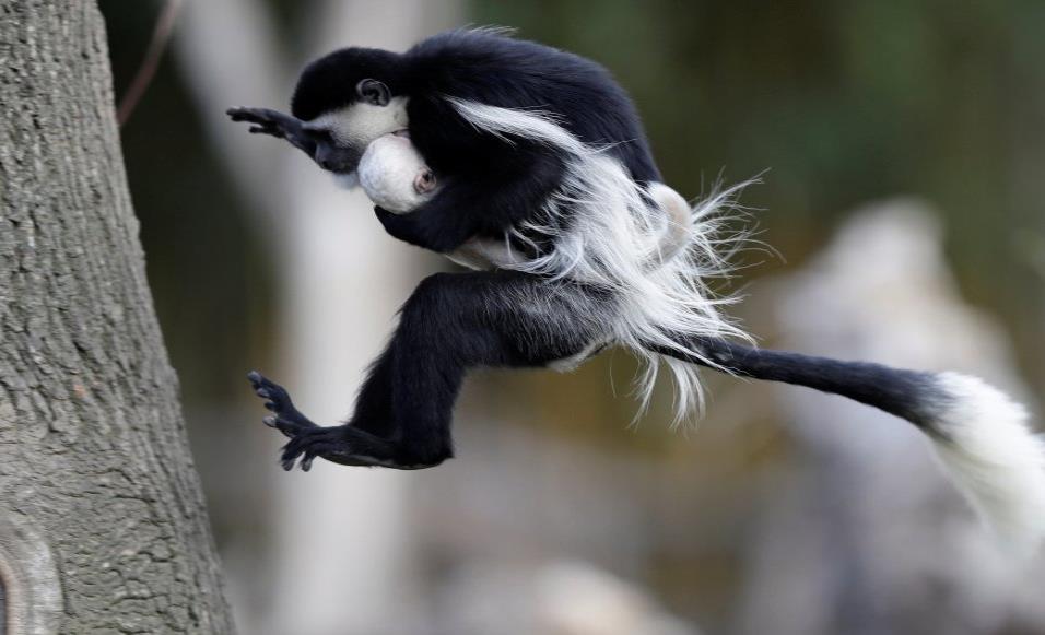 Un mono guereza salta con una cría recién nacida en el Zoo de Praga (República Checa), el 5 de abril de 2018. DAVID W CERNY REUTERS