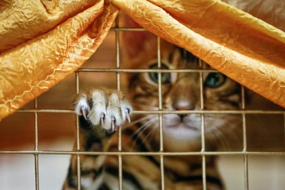 Un gatito de Bengala observa dentro de una jaula durante una exhibición local de gatos en Almaty (Kazajistán), el 21 de abril de 2018. SHAMIL ZHUMATOV REUTERS