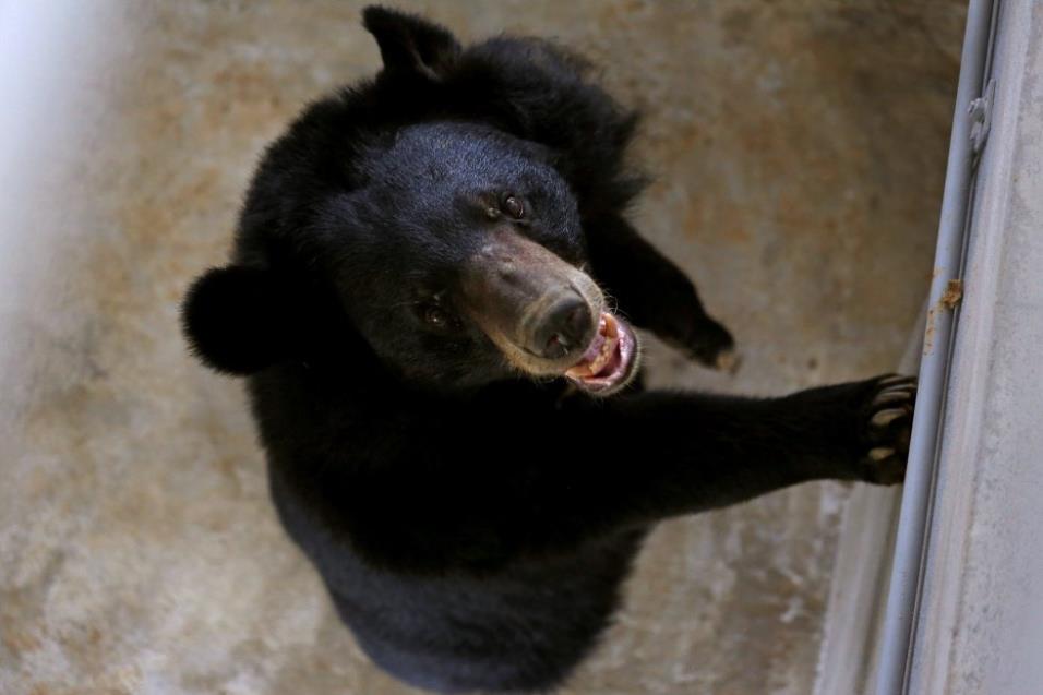 Misa, una hembra de oso lunar, come en un santuario de osos después de ser rescatado en la provincia de Ninh Binh (Vietnam), el 26 de abril de 2018. KHAM REUTERS