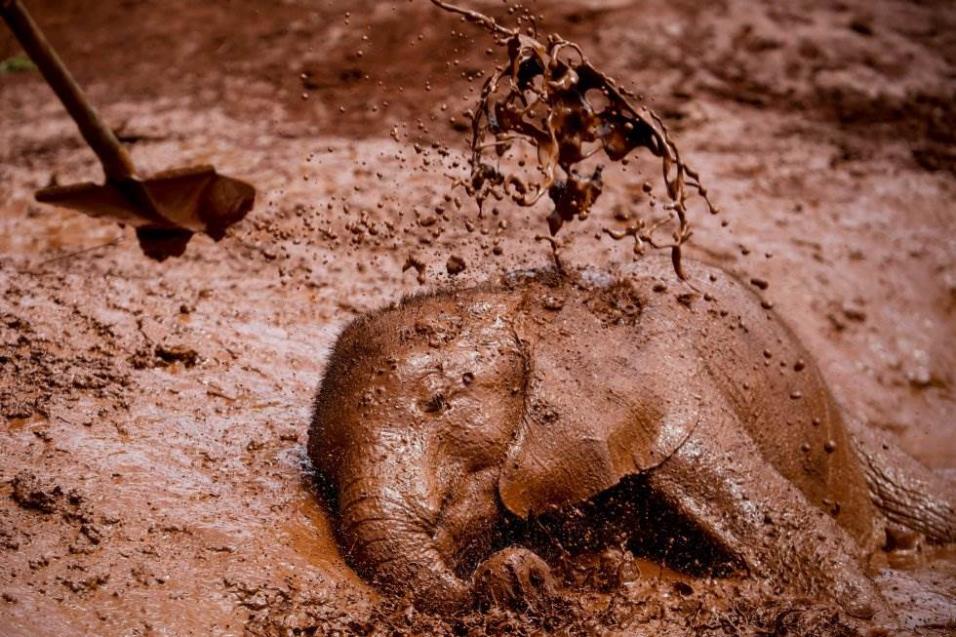 Una cría de elefante se da un baño de barro en el refugio de elefantes David Scheldrick en Nairobi (Kenia), el 10 de abril de 2018. El centro recoge desde 1977 a crías y elefantes adultos que se encuentran en peligro. DAI KUROKAWA EFE