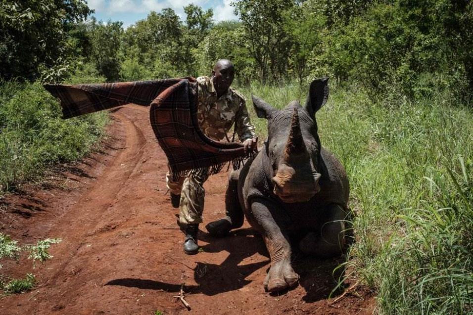 Un guardabosque de Kenia Wildlife Services (KWS) trata de tapar los ojos de la rinoceronte hembra sureña de 2 años y medio, Elia, para calmarla después de recibir un disparo tranquilizante desde un helicóptero durante un ejercicio de identificación en el 