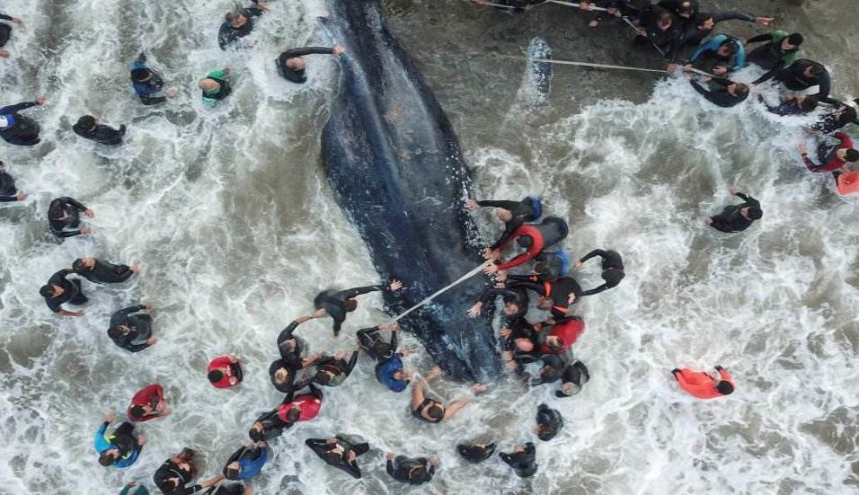 Trabajadores de rescate y voluntarios ayudando a una ballena varada en Mar del Plata (Argentina), el 9 de abril de 2018. DIEGO IZQUIERDO AFP PHOTO / TELAM