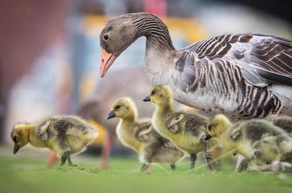 Un pato hembra y sus patitos pasean por un jardín en Fráncfort (Alemania), el 16 de abril de 2018. FRANK RUMPENHORST AFP