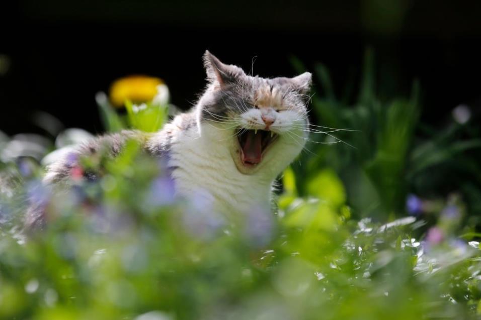 Un gato bosteza en un jardín en Dortmund (Alemania), el 19 de abril de 2018, INA FASSBENDER AFP