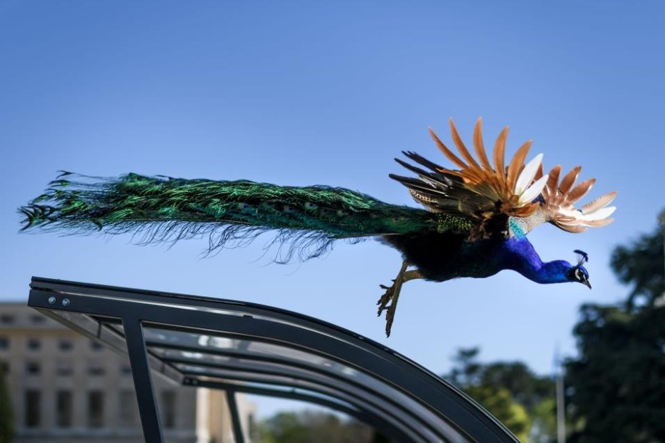 Uno de los famosos pavos reales de las Oficinas de las Naciones Unidas en Ginebra vuela sobre un cobertizo para bicicletas, el 19 de abril de 2018. Los pavos reales viven en el Parque Ariana de 46 hectáreas que rodea las oficinas de la ONU y deambulan lib