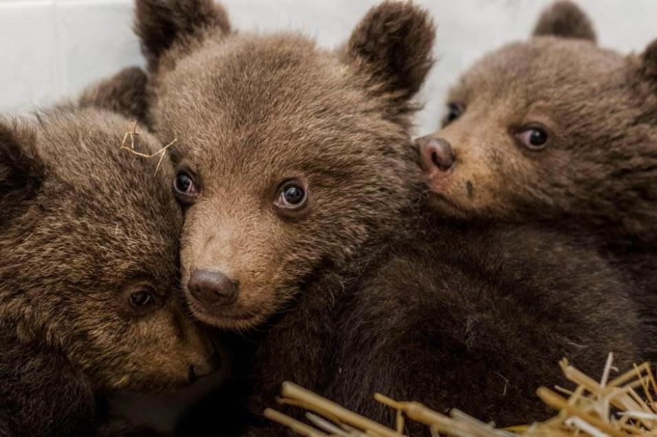 Tres cachorros de oso tras ser rescatados de las montañas Ródope, cerca de Belitsa (Bulgaría), el 22 de abril de 2018. HRISTO VLADEV AFP / FOUR PAWS FOUNDATION