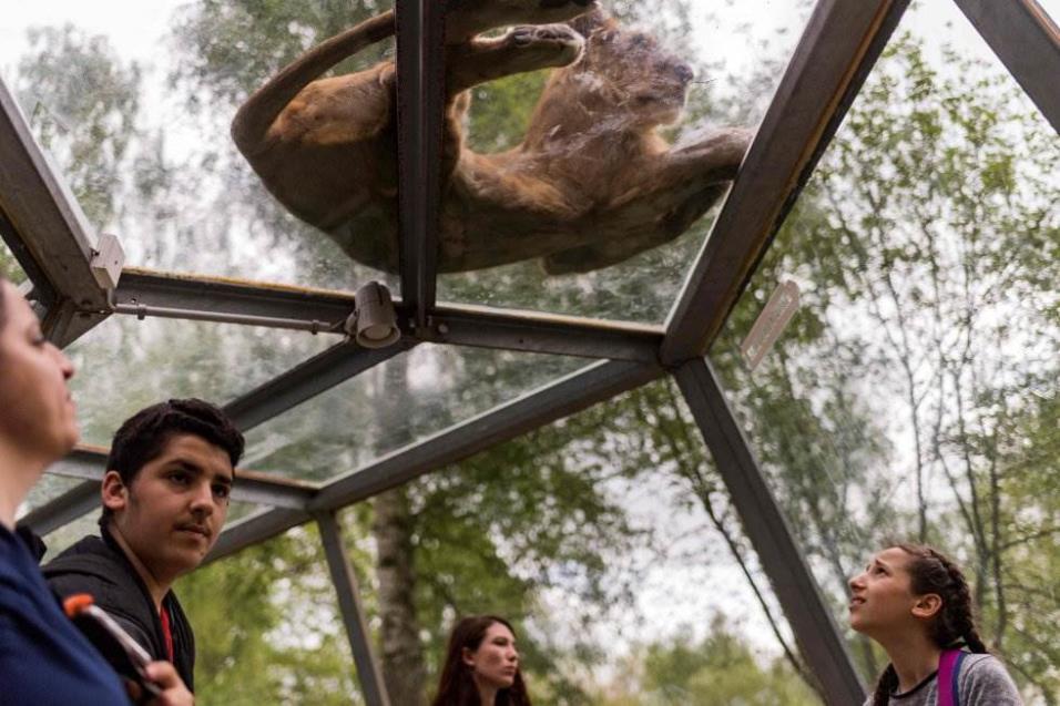 Los visitantes miran a un león desde el túnel de observación en el zoológico Thoiry, al oeste de París (Francia), el 23 de abril de 2018. LIONEL BONAVENTURE AFP