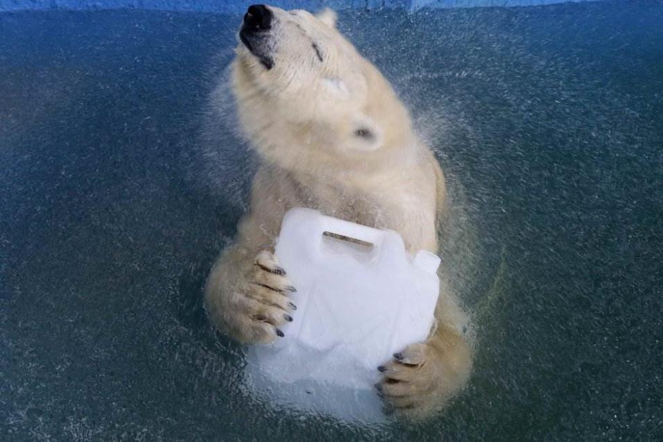 Aurora, un oso polar de ocho años, juega con un bote de plástico en una piscina en el zoológico de Royev Ruchey en Krasnoyarsk (Rusia), el 16 de abril de 2018. ILYA NAYMUSHIN REUTERS