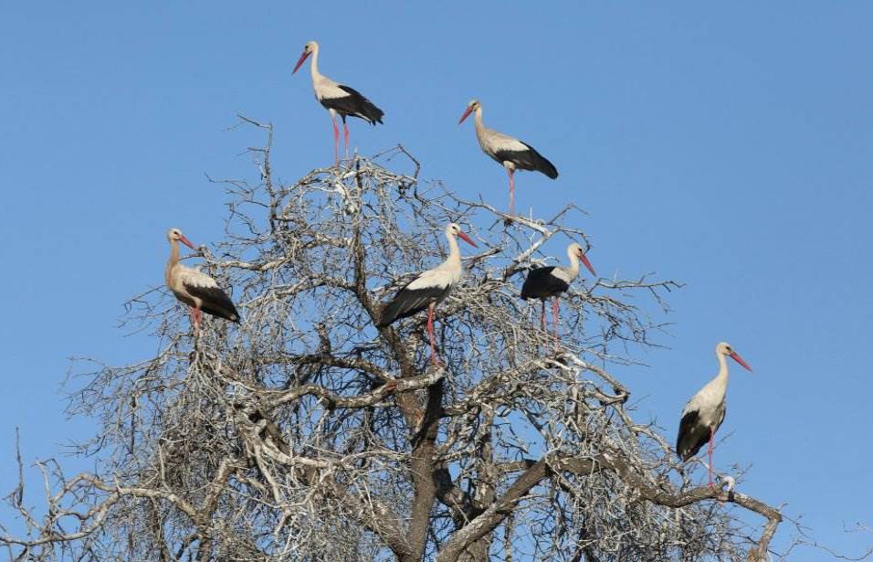 Varias cigüeñas descansan en la rama de un árbol en la ciudad cisjordana de Yenín (Cisjordania), el 24 de abril de 2018. ALAA BADARNEH EFE