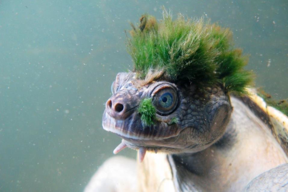 Una foto publicada por la Sociedad Zoológica de Londres (ZSL) el 12 de abril de 2018 muestra un Elusor macrurus originario de Queensland, Australia. CHRIS VAN WYK AFP