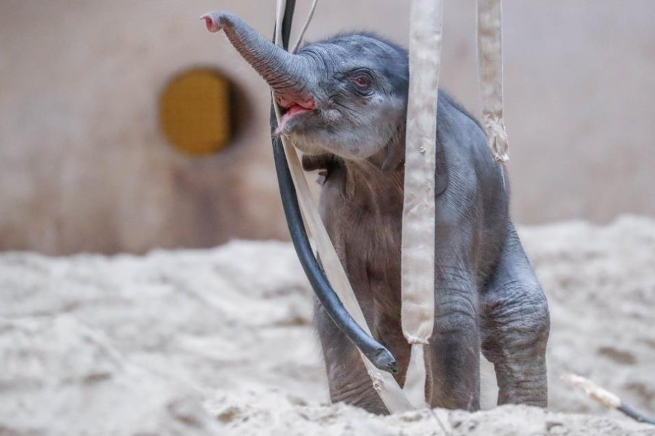 Un elefante asiático recién nacido en el zoológico de Planckendael en Mechelen (Bélgica), el 11 de abril de 2018. YVES HERMAN REUTERS