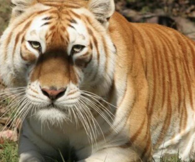 Profepa asegura 54 animales de un Zoológico en Jalisco