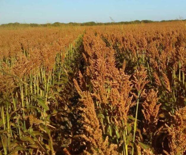 Paran trilla del sorgo por elevada humedad Paran trilla del sorgo por elevada humedad