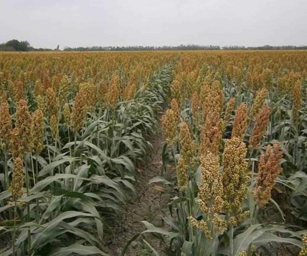 Pinta muy bien la cosecha de sorgo. A pocos días de iniciar las trillas Pinta muy bien la cosecha de sorgo. A pocos días de iniciar las trillas