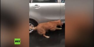 Amarran un perro a un auto y lo arrastran bajo la lluvia