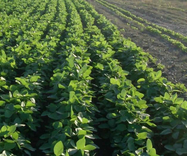 Desesperan productores por el retraso de apoyos Desesperan productores por el retraso de apoyos