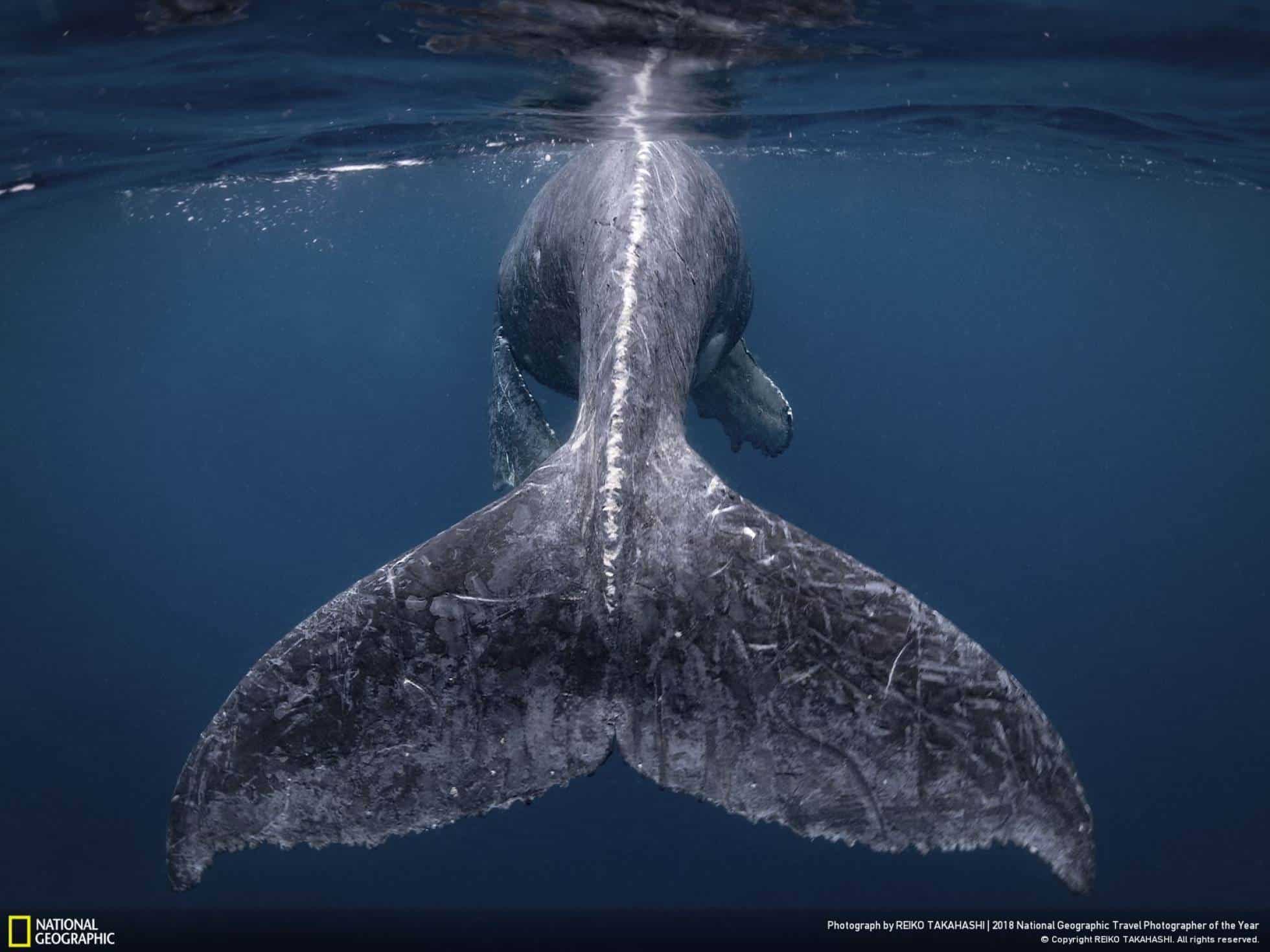 Premio principal. Ballena jorobada en la isla Kumejima, Japón