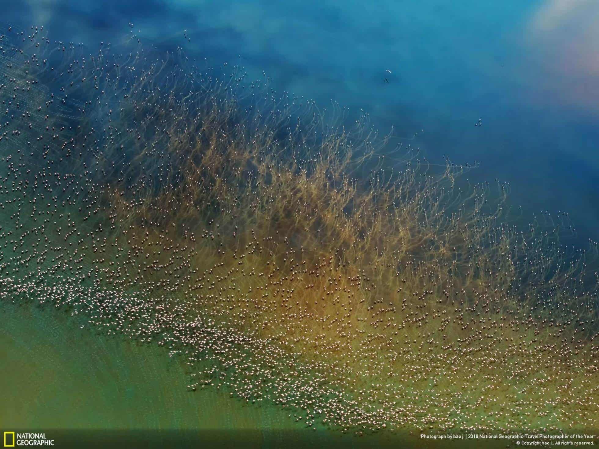 Segundo premio (naturaleza). Flamingos alzando el vuelo en el Lago Natron, Tanzania