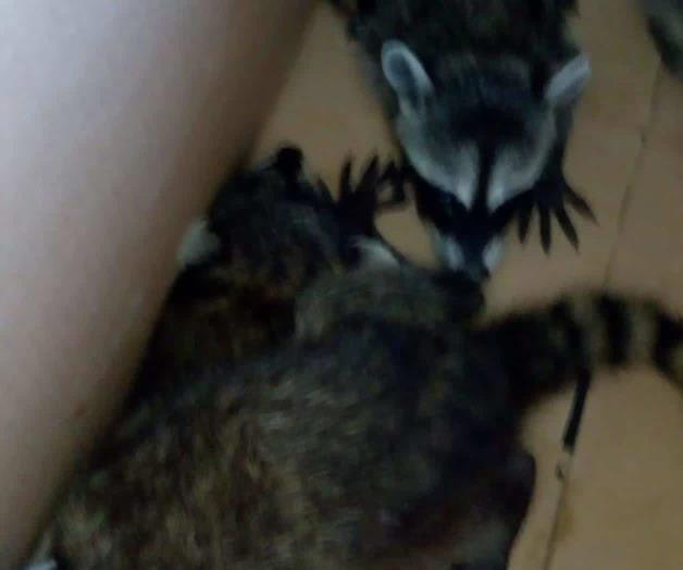 Atrapan a 4 mapaches en un Centro de Salud Atrapan a 4 mapaches en un Centro de Salud