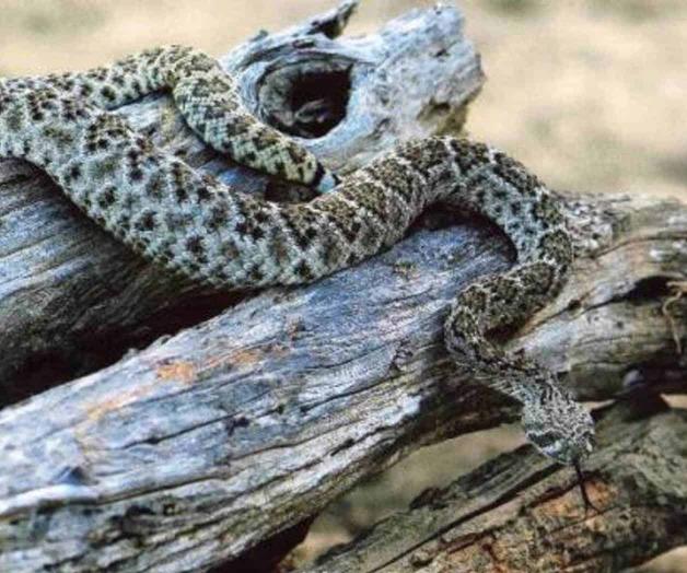 Alertan de proliferación de arañas ponzoñosas Alertan de proliferación de arañas ponzoñosas