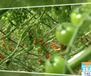 Universitarios crean carro para proteger tomate en invernadero