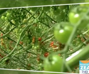 Universitarios crean carro para proteger tomate en invernadero