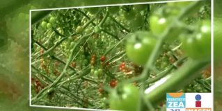 Universitarios crean carro para proteger tomate en invernadero