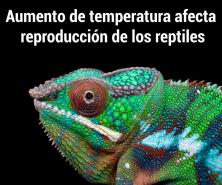 Afecta aumento de temperatura reproducción de reptiles