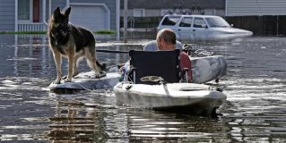 Animales rescatados tras paso de Florence en EUA