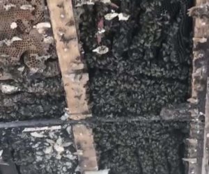 Encuentran una colonia de 60.000 abejas en el tejado de un hospital británico