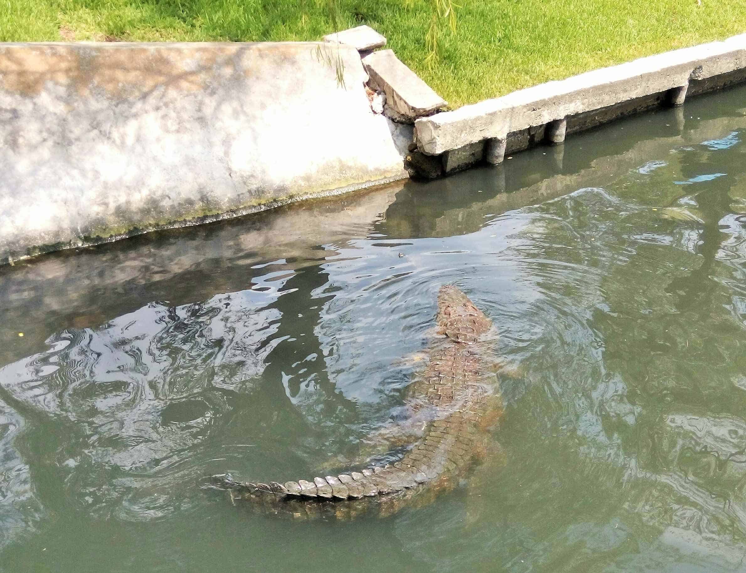 Avistan más cocodrilos en el río y crece temor