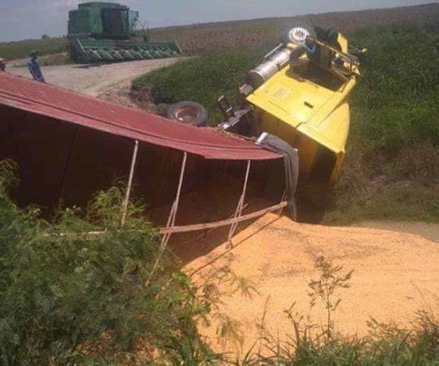 Se voltea trailero cargado con maíz Se voltea trailero cargado con maíz
