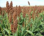 Insisten agricultores en apoyo al campo