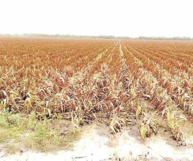 Acusa el agro golpe mortal Acusa el agro golpe mortal