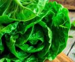 ¡Alerta! Piden no comer lechuga romana por brote de bacteria