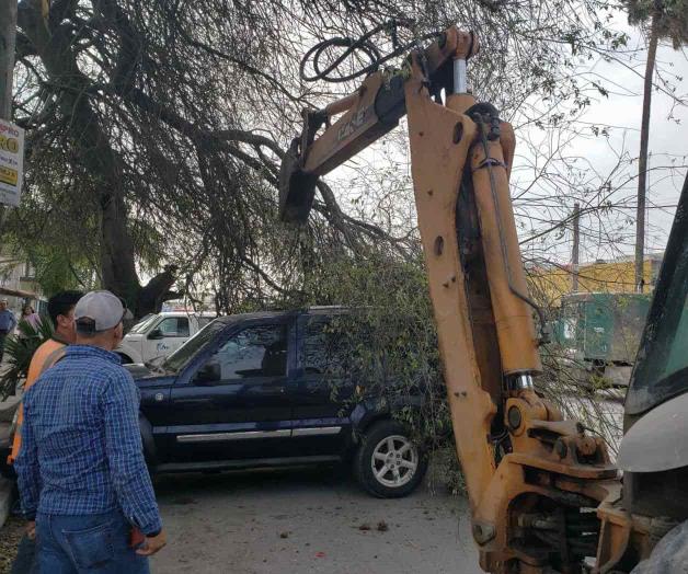Derriba viento rama de árbol Derriba viento rama de árbol