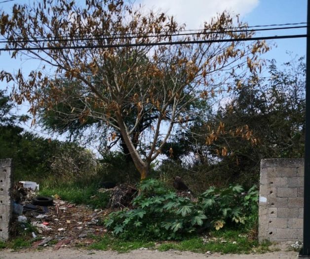 Multarán a dueños de terrenos enmontados Multarán a dueños de terrenos enmontados