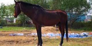 Bajo cuidados, el caballo maltratado asegurado