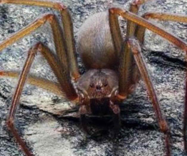 Alumnos de la UNAM hallan nueva especie de araña violinista Alumnos de la UNAM hallan nueva especie de araña violinista