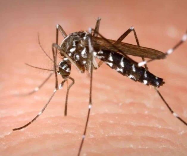 Yucatecos presentan en China investigación para controlar el dengue Yucatecos presentan en China investigación para controlar el dengue