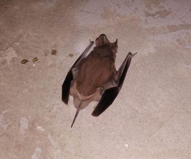 Provoca temor un murciélago Provoca temor un murciélago