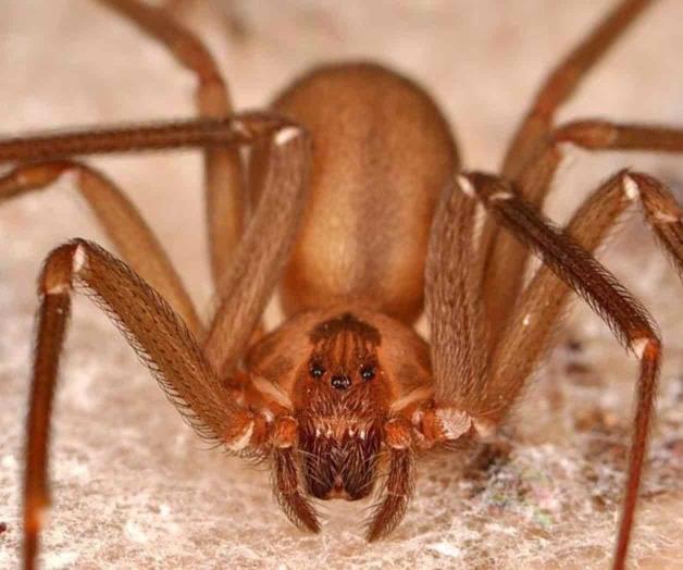 Hallan nueva especie de araña violinista Hallan nueva especie de araña violinista