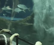 Papá Noel se pone el equipo de buceo para alimentar a los tiburones del acuario de Río de Janeiro