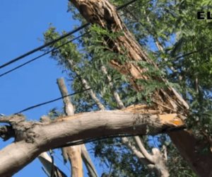 Vientos derriban árboles