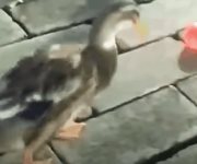 Incautan un pato a una pareja rusa que lo rescató en Vietnam