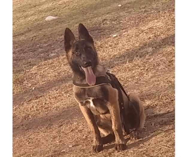 Apuñalan a Rocko, perrito policía que intentó detener a un sujeto Apuñalan a Rocko, perrito policía que intentó detener a un sujeto